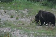 134 - Banff,Lake Louise,Morraine Lake  - IMG_0819